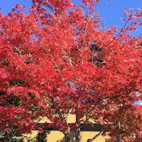 ต้นเมเปิ้ลข้างทางเข้า