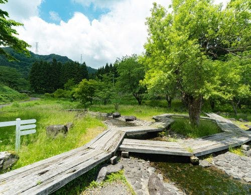 *【水辺植物園】