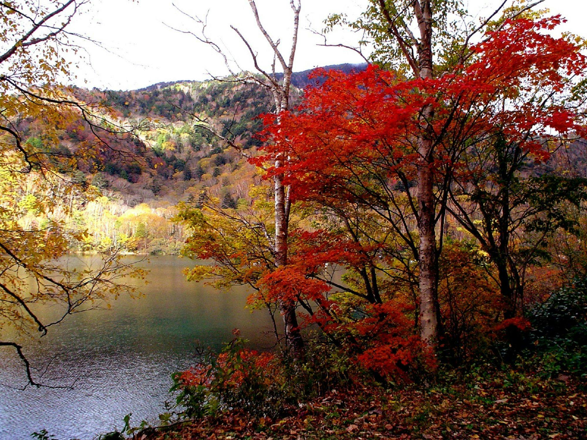 ใบไม้เปลี่ยนสีของมารุนุมะ