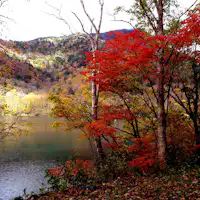 ใบไม้เปลี่ยนสีของมารุนุมะ