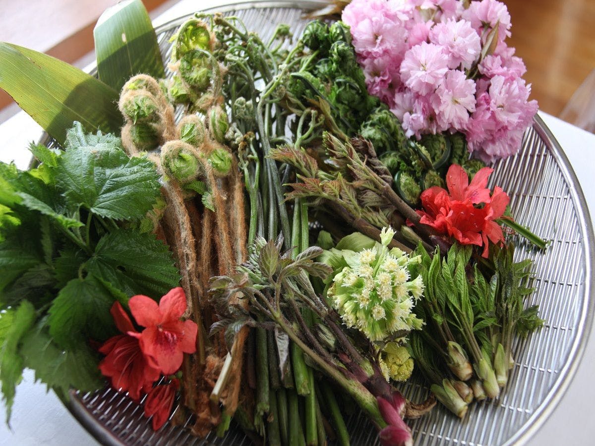 ผักป่าฤดูใบไม้ผลิ