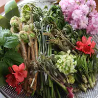 ผักป่าฤดูใบไม้ผลิ