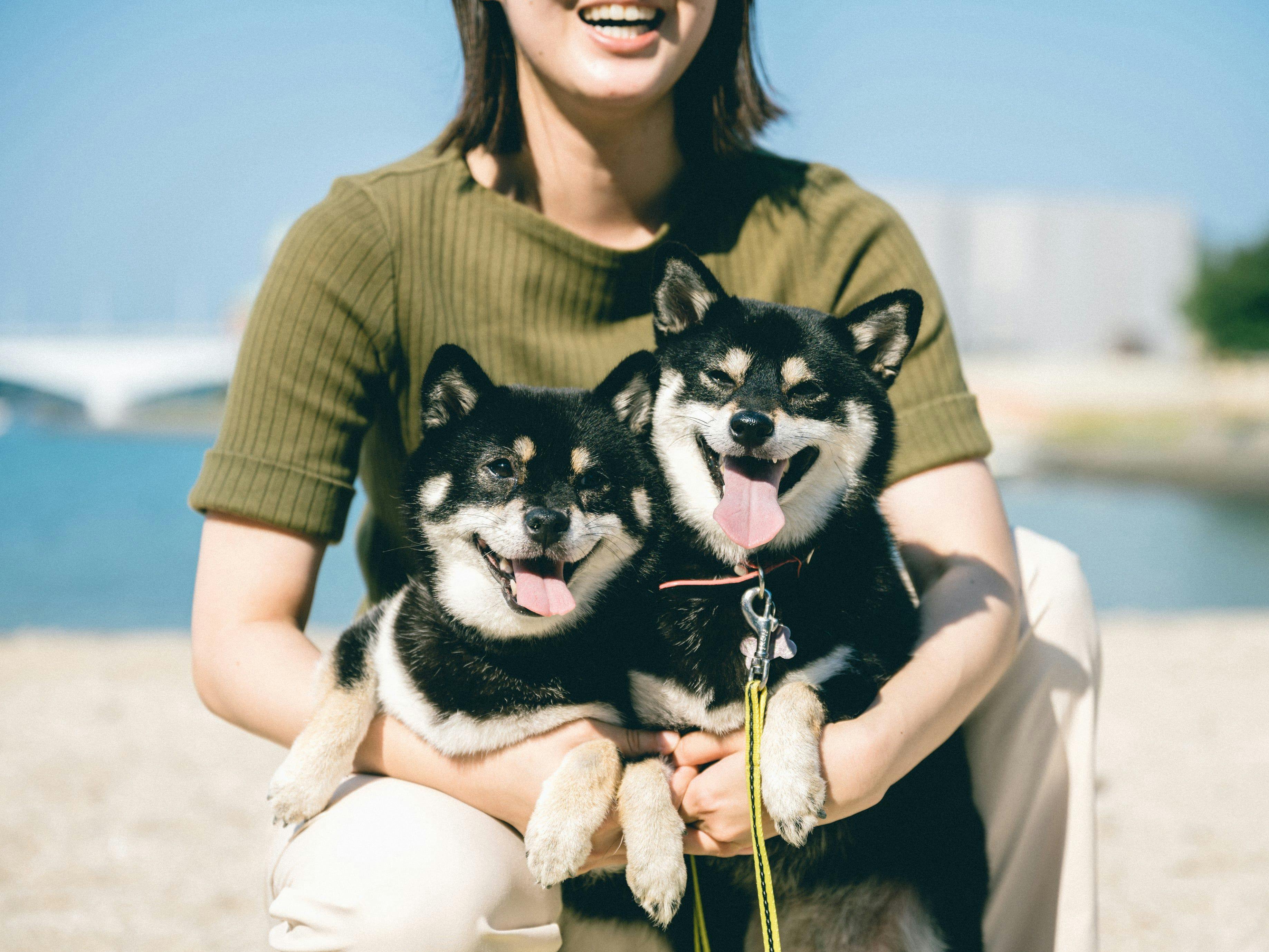 Pet Resort Brains Amakusa