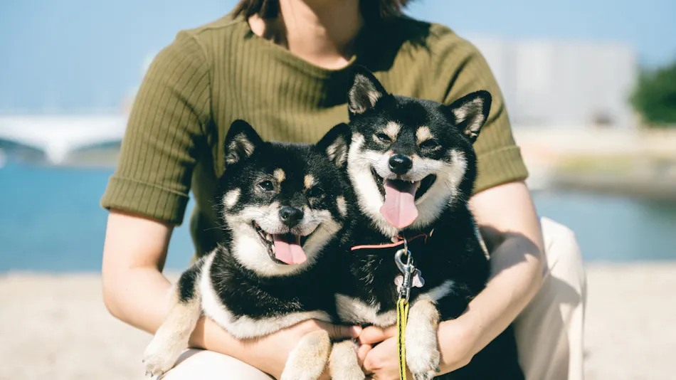 Pet Resort Brains Amakusa