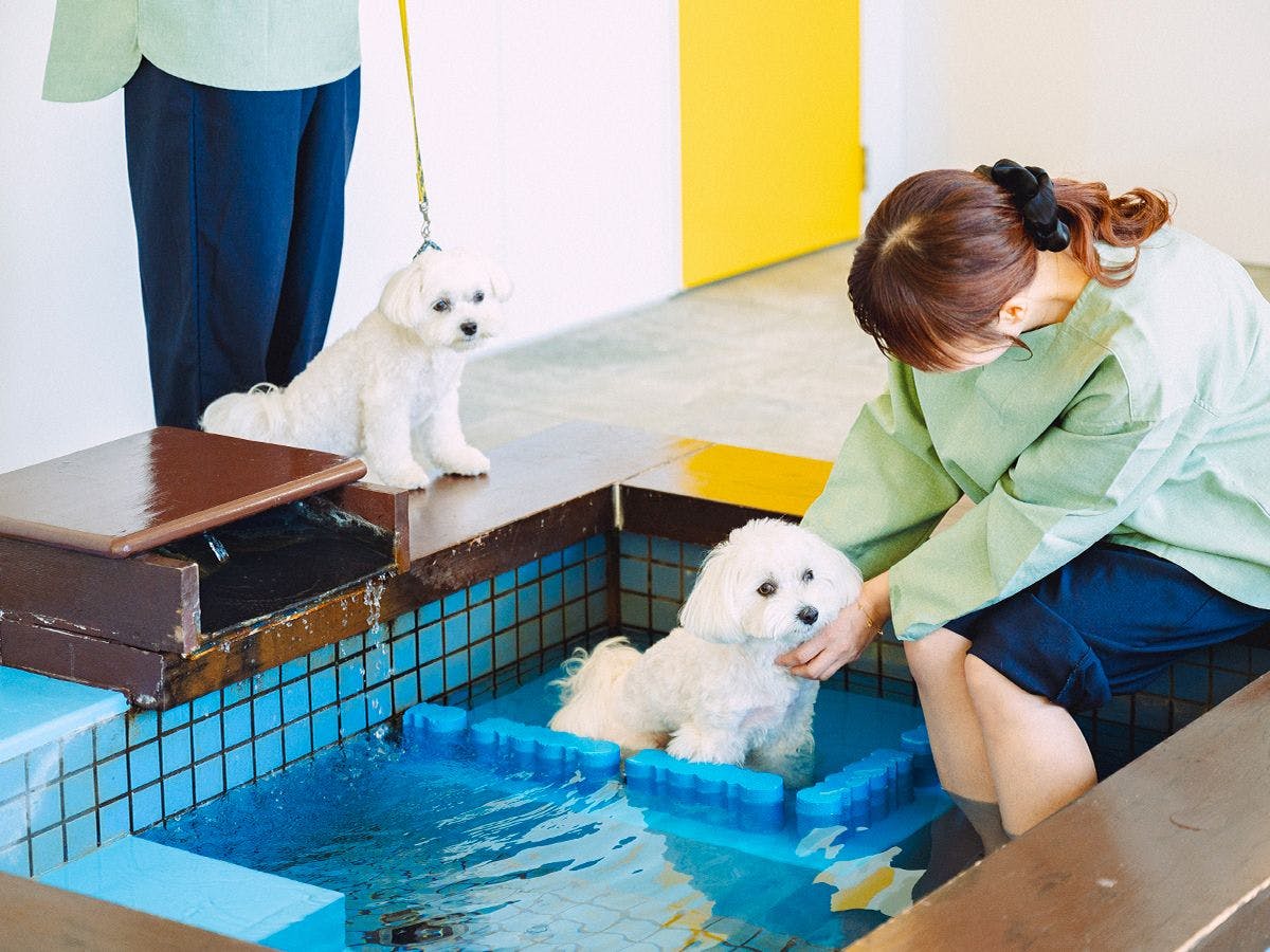 Pet Resort Brains Amakusa