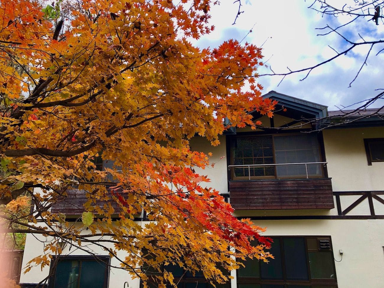 窓から見える紅葉