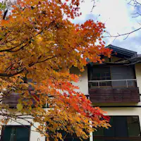 窓から見える紅葉