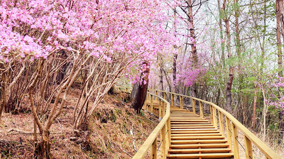 GRAX PREMIUM CAMP RESORT Kyoto Rurikei