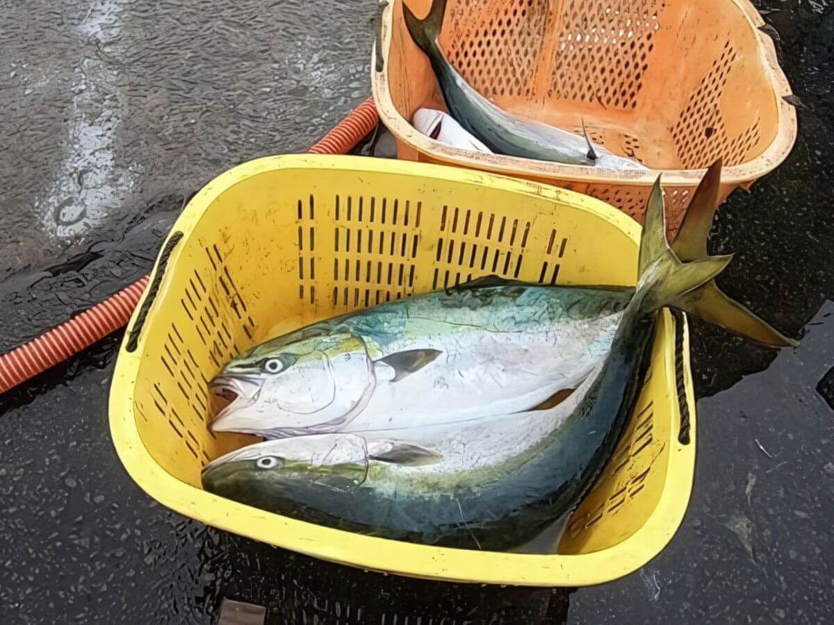 南北海道的秋季風味，油脂豐厚的鰤魚！