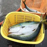 南北海道的秋季風味,油脂豐厚的鰤魚!
