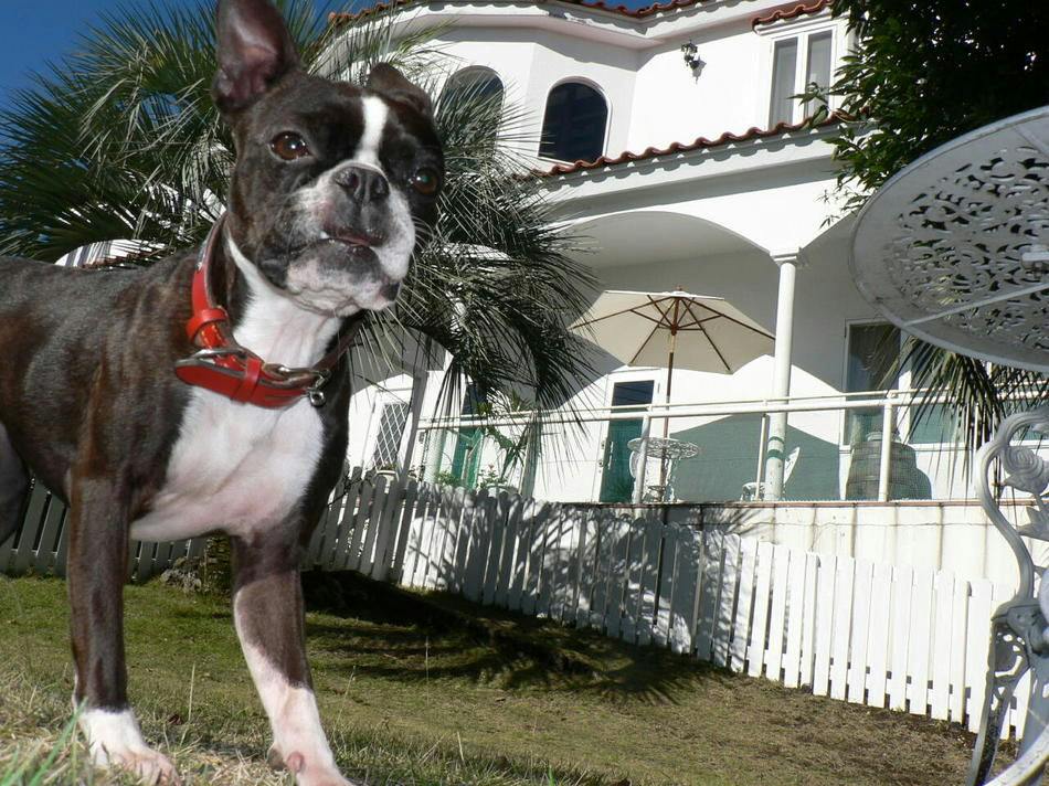 Dog-Friendly Inn with Pressed Flower Art: Glass Puppy