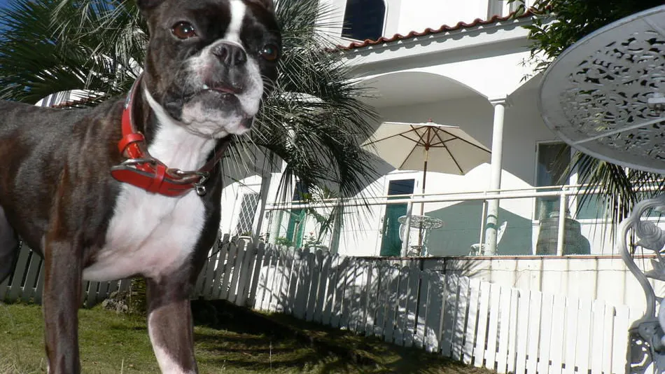 Dog-Friendly Inn with Pressed Flower Art: Glass Puppy
