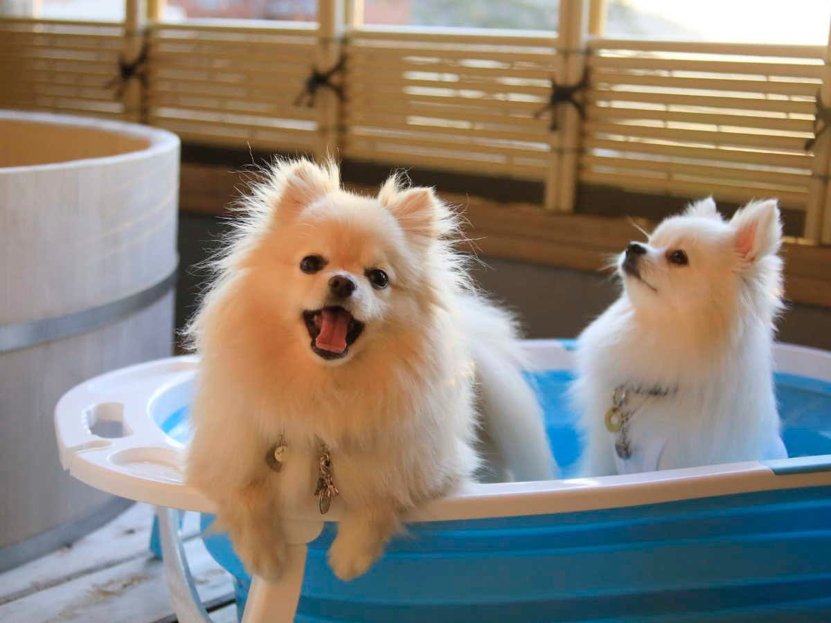 全国のペットokのお部屋 露天風呂ありの おすすめホテル 旅館 18選 お得に宿泊予約 Yahoo トラベル