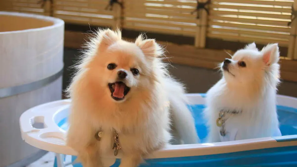 Yururi Nishi-Izu: A Hot Spring Inn Where You Can Stay with Your Beloved Dog