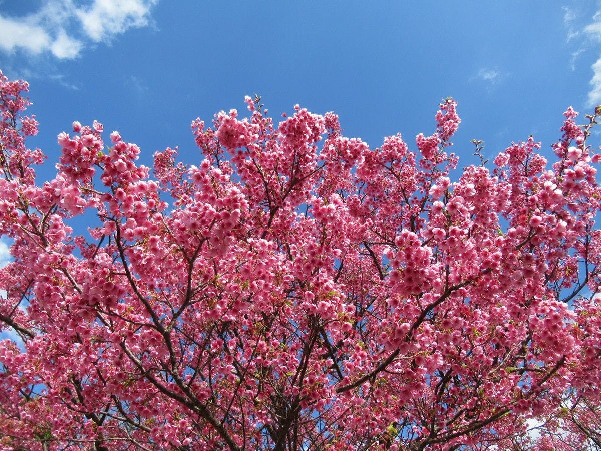 Sakura Toi, yang dikatakan sebagai bunga sakura paling awal mekar di Jepun
