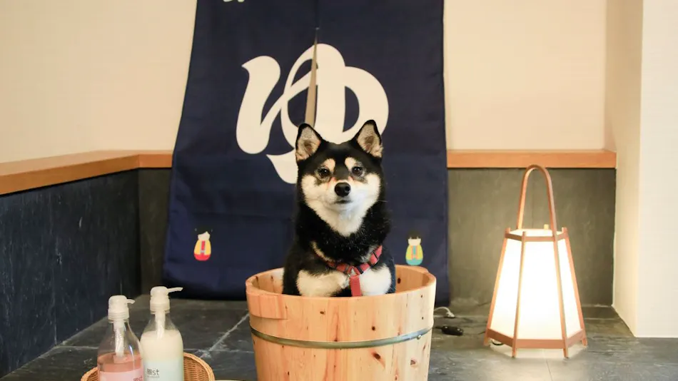 Yururi Nishi-Izu: A Hot Spring Inn Where You Can Stay with Your Beloved Dog
