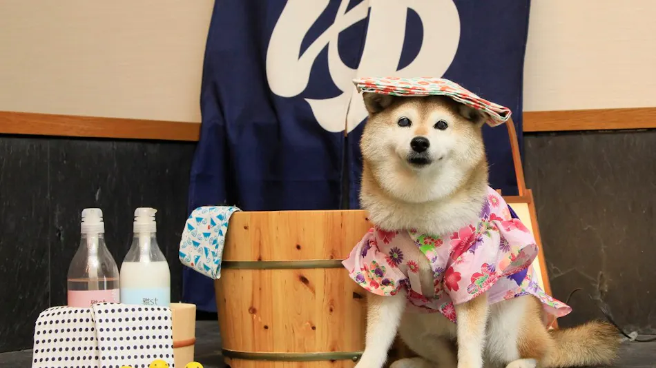 Yururi Nishi-Izu: A Hot Spring Inn Where You Can Stay with Your Beloved Dog