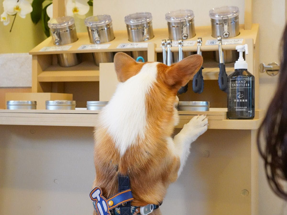 Yururi Nishi-Izu: A Hot Spring Inn Where You Can Stay with Your Beloved Dog