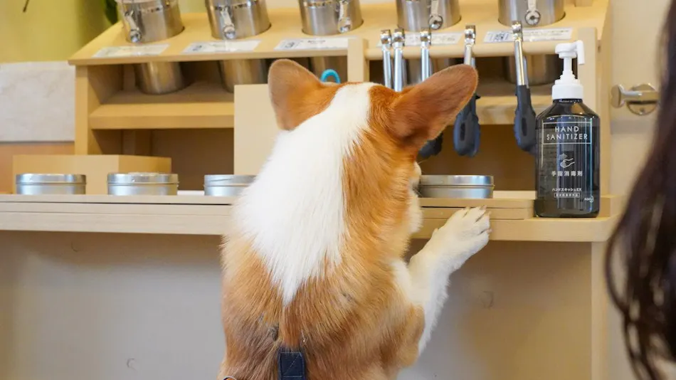 Yururi Nishi-Izu: A Hot Spring Inn Where You Can Stay with Your Beloved Dog