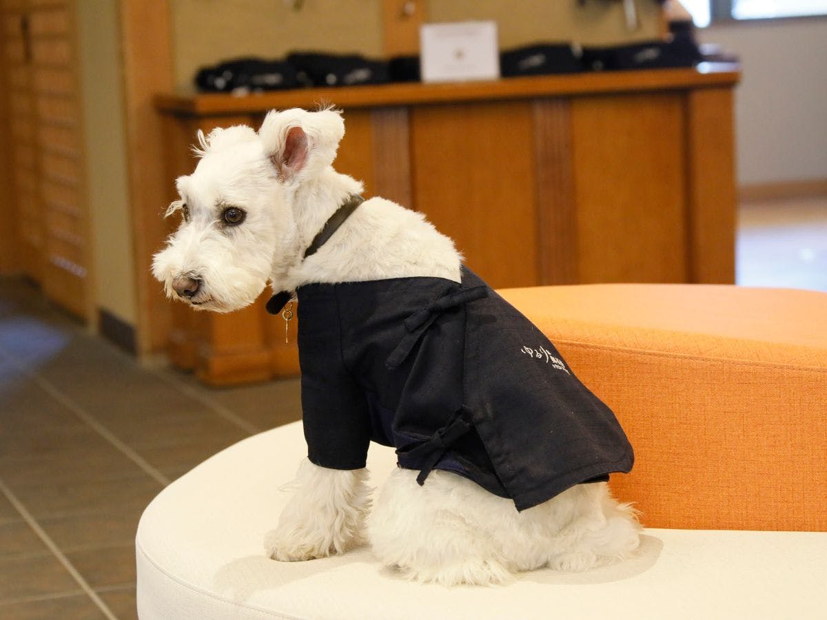 Yururi Nishi-Izu: A Hot Spring Inn Where You Can Stay with Your Beloved Dog