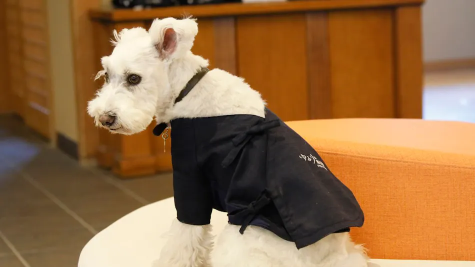 Yururi Nishi-Izu: A Hot Spring Inn Where You Can Stay with Your Beloved Dog