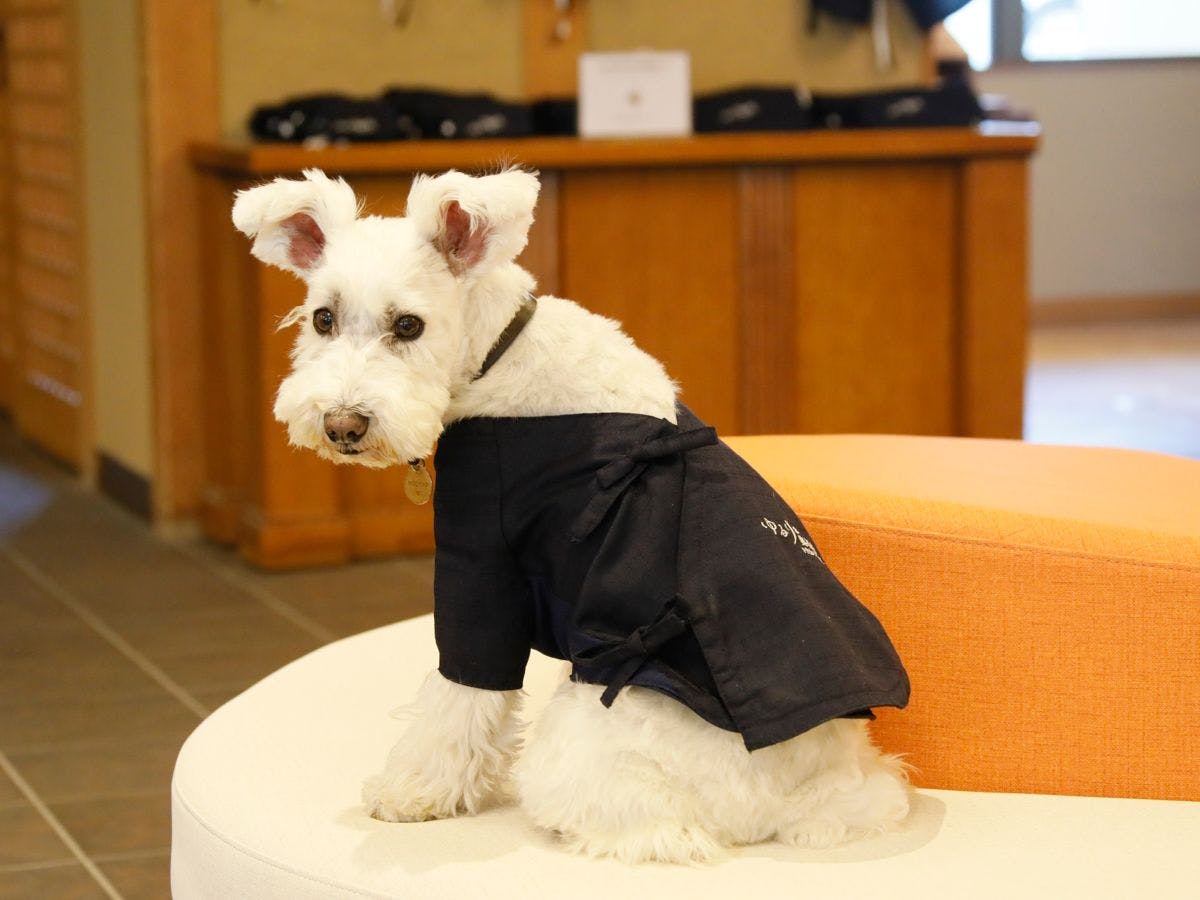 Yururi Nishi-Izu: A Hot Spring Inn Where You Can Stay with Your Beloved Dog