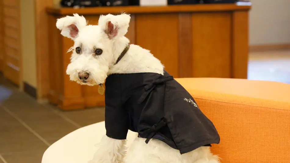 Yururi Nishi-Izu: A Hot Spring Inn Where You Can Stay with Your Beloved Dog