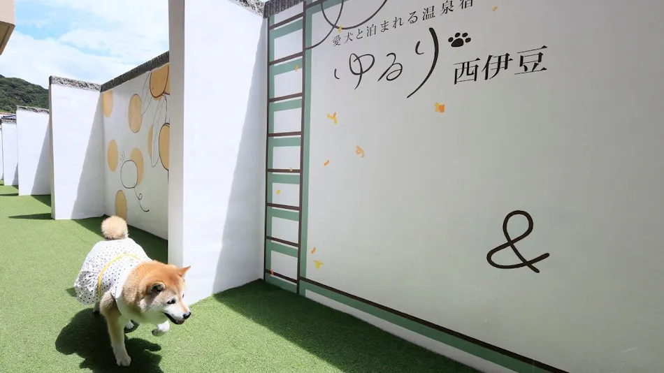 Yururi Nishi-Izu: A Hot Spring Inn Where You Can Stay with Your Beloved Dog