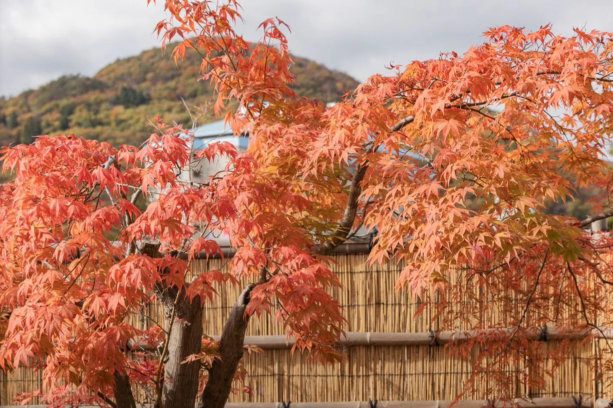 단풍