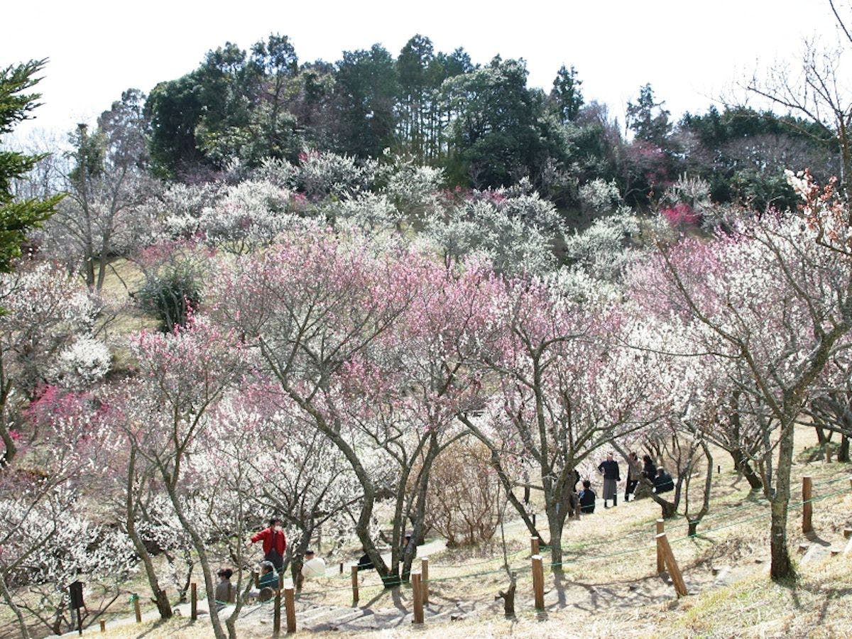 สวนบ๊วยชูเซ็นจิ: ช่วงเวลาที่เหมาะสมที่สุดคือกลางเดือนกุมภาพันธ์ถึงกลางเดือนมีนาคม