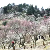 สวนบ๊วยชูเซ็นจิ: ช่วงเวลาที่เหมาะสมที่สุดคือกลางเดือนกุมภาพันธ์ถึงกลางเดือนมีนาคม