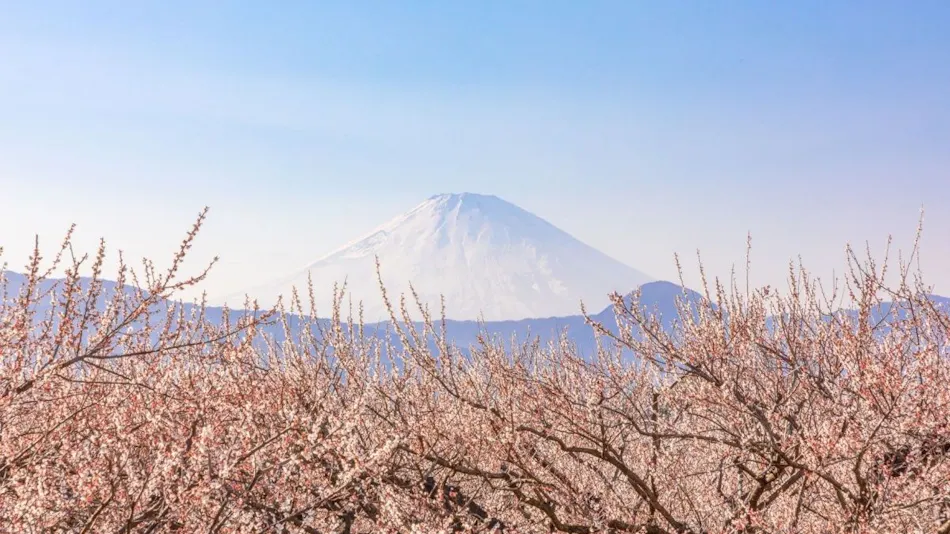 Odawara Terminal Hotel
