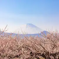 สวนบ๊วยโซกะ, บ๊วย (สมาคมการท่องเที่ยวเมืองโอดาวาระ)