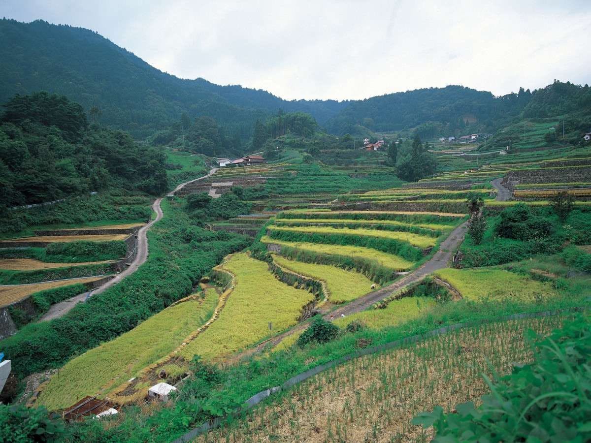 【นาขั้นบันไดอิเนะ】หนึ่งใน 100 นาขั้นบันไดที่ดีที่สุดของญี่ปุ่น