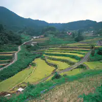 【นาขั้นบันไดอิเนะ】หนึ่งใน 100 นาขั้นบันไดที่ดีที่สุดของญี่ปุ่น