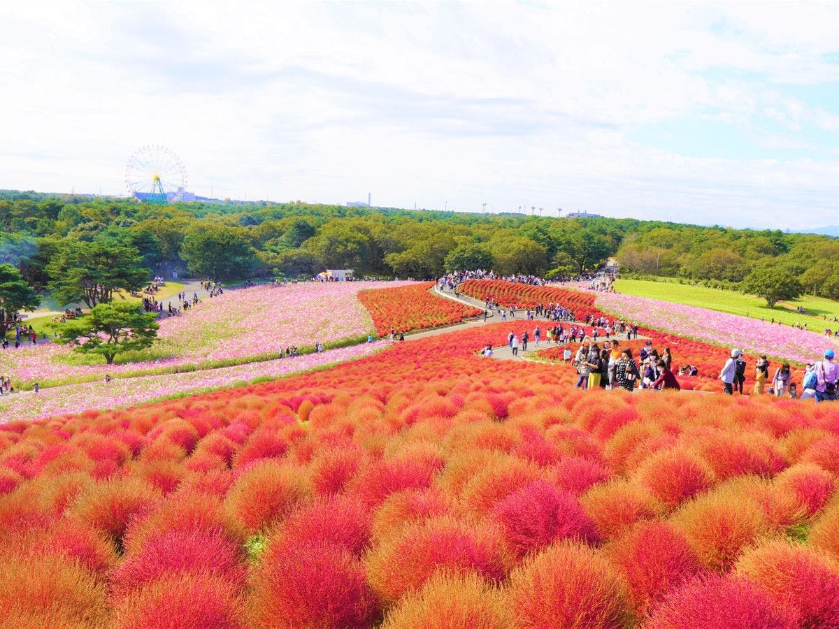 #コキア-イメージ