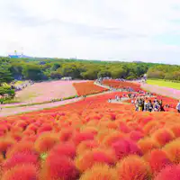 #コキア-イメージ