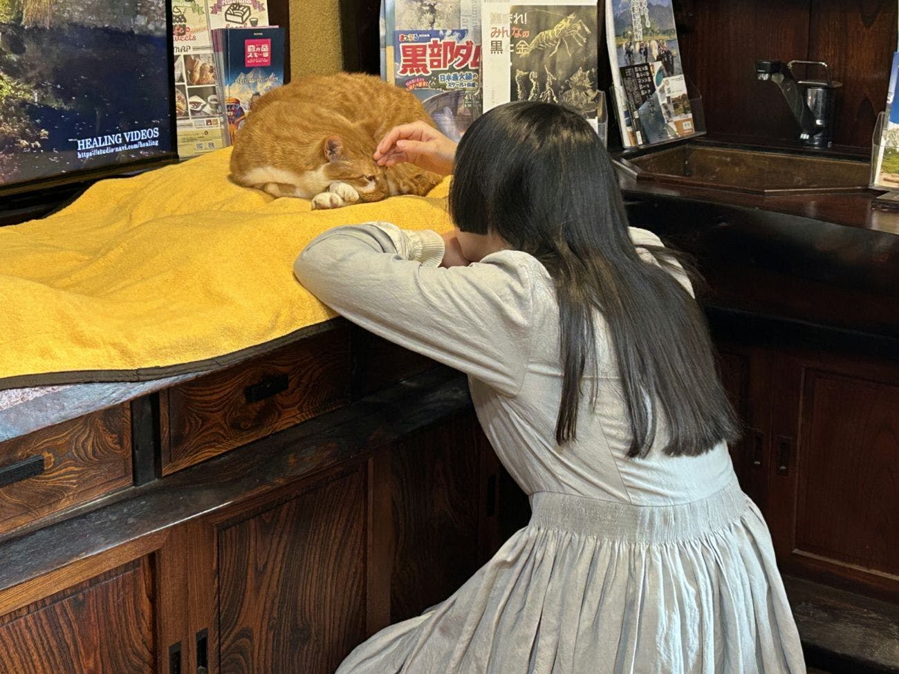 사람을 잘 따르는 간판 고양이 콘타