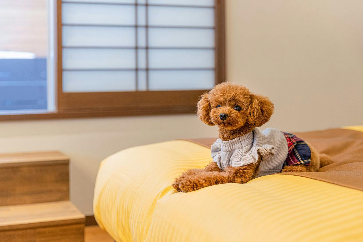 พักผ่อนกับน้องหมาตัวโปรดในห้องพักได้