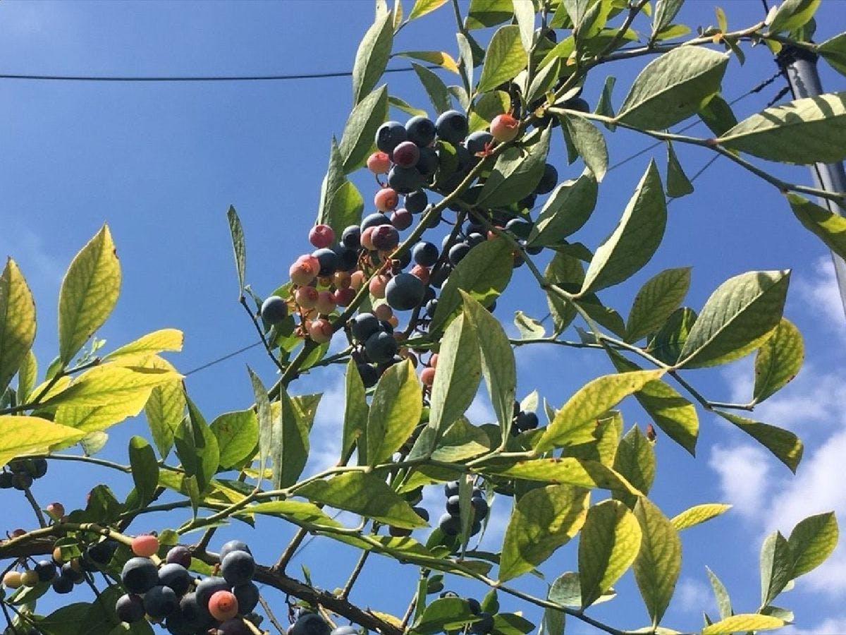 ฟาร์มบลูเบอร์รี่