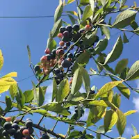 ฟาร์มบลูเบอร์รี่