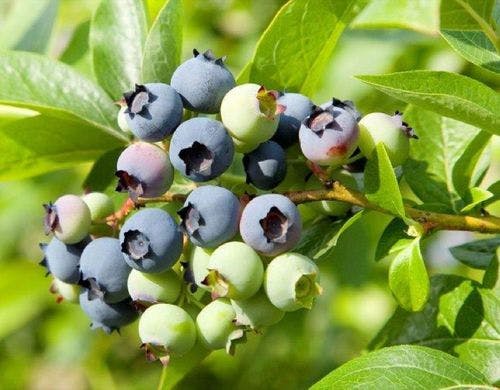 ブルーベリーファーム