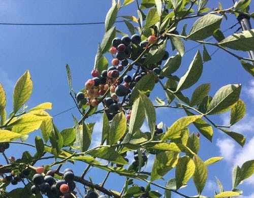 ブルーベリーファーム