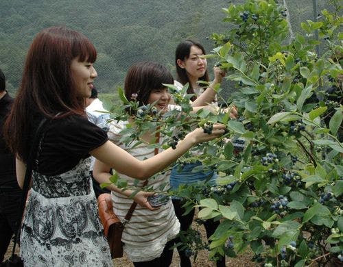 ブルーベリーファーム