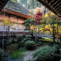 ใบไม้เปลี่ยนสี