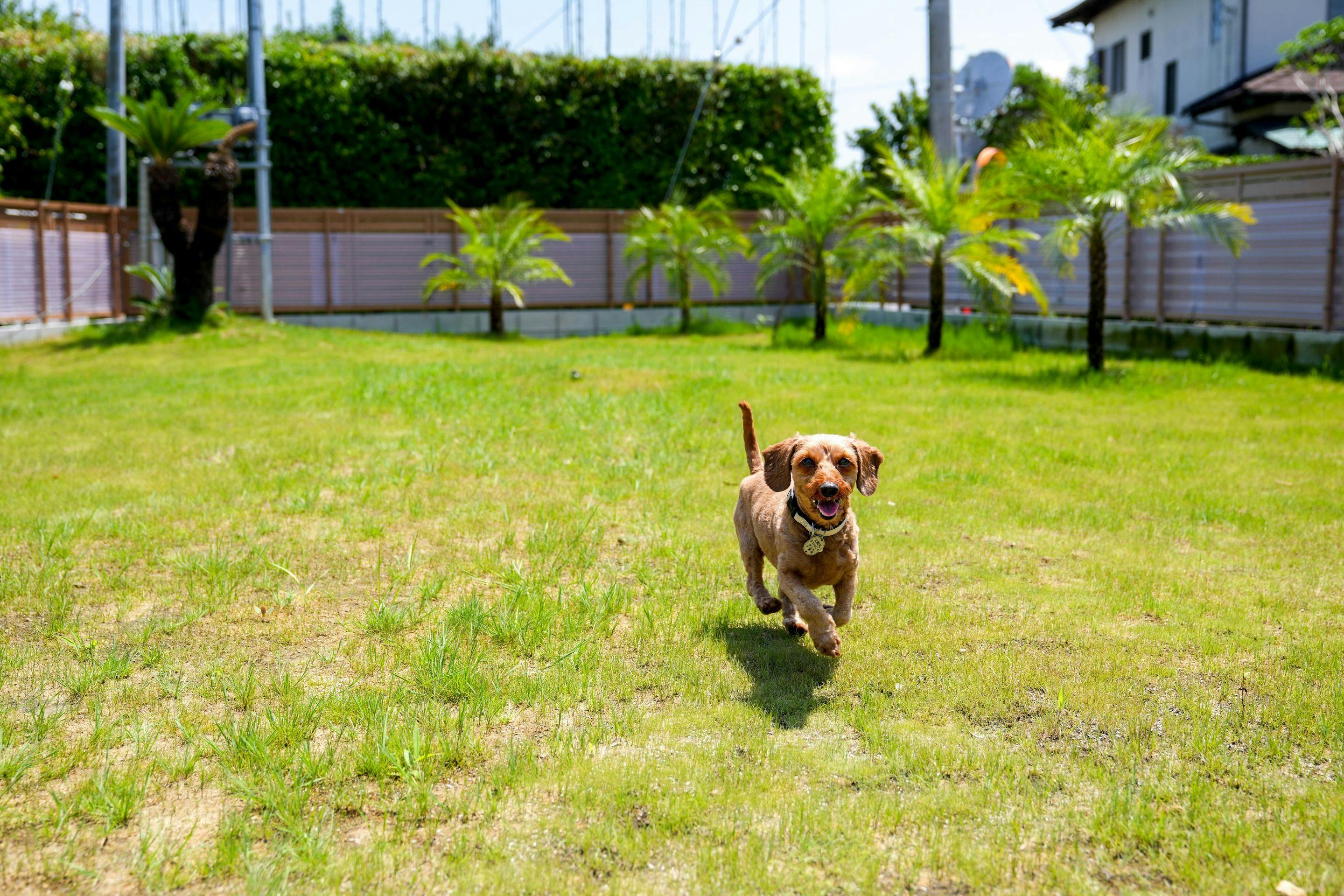 พื้นที่วิ่งเล่นสำหรับสุนัข