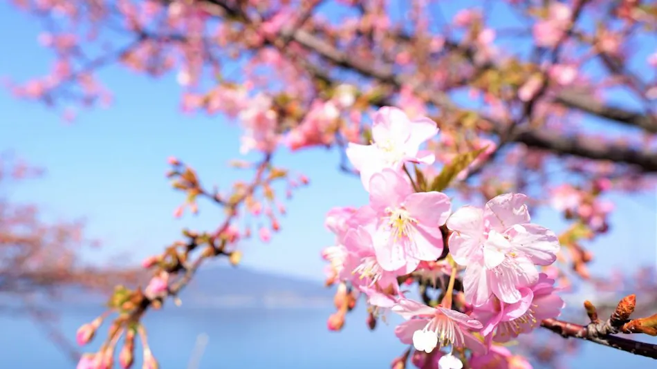 Setouchi Resort Vessel Ochi