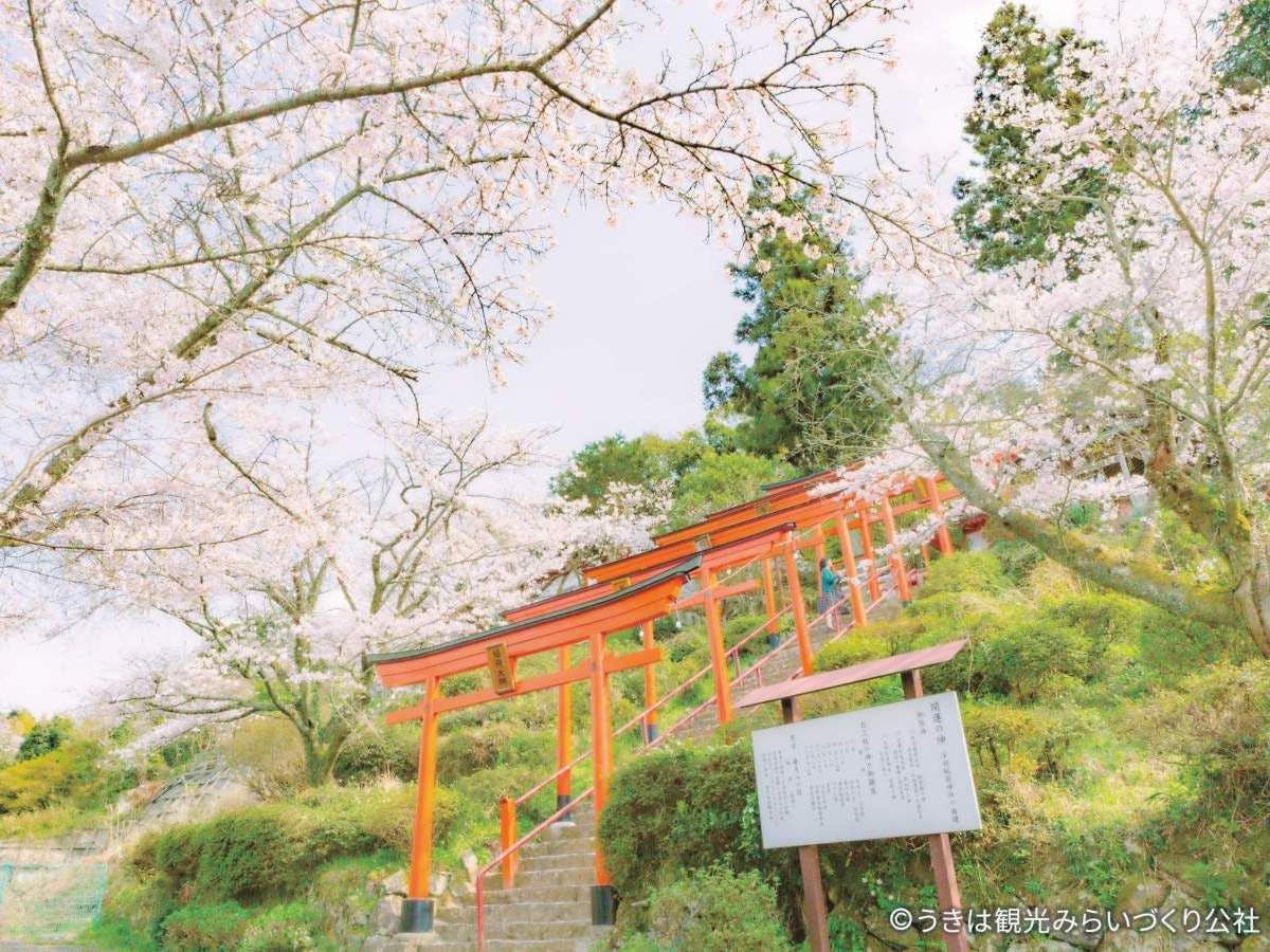 【Wisata Sekitar / Kota Ukiha / Kuil Ukihainari②】