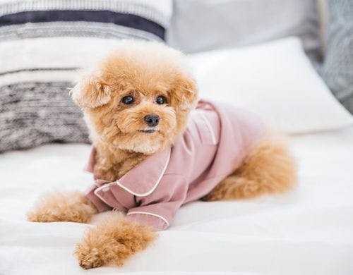 DOMEテントは広々とした室内。