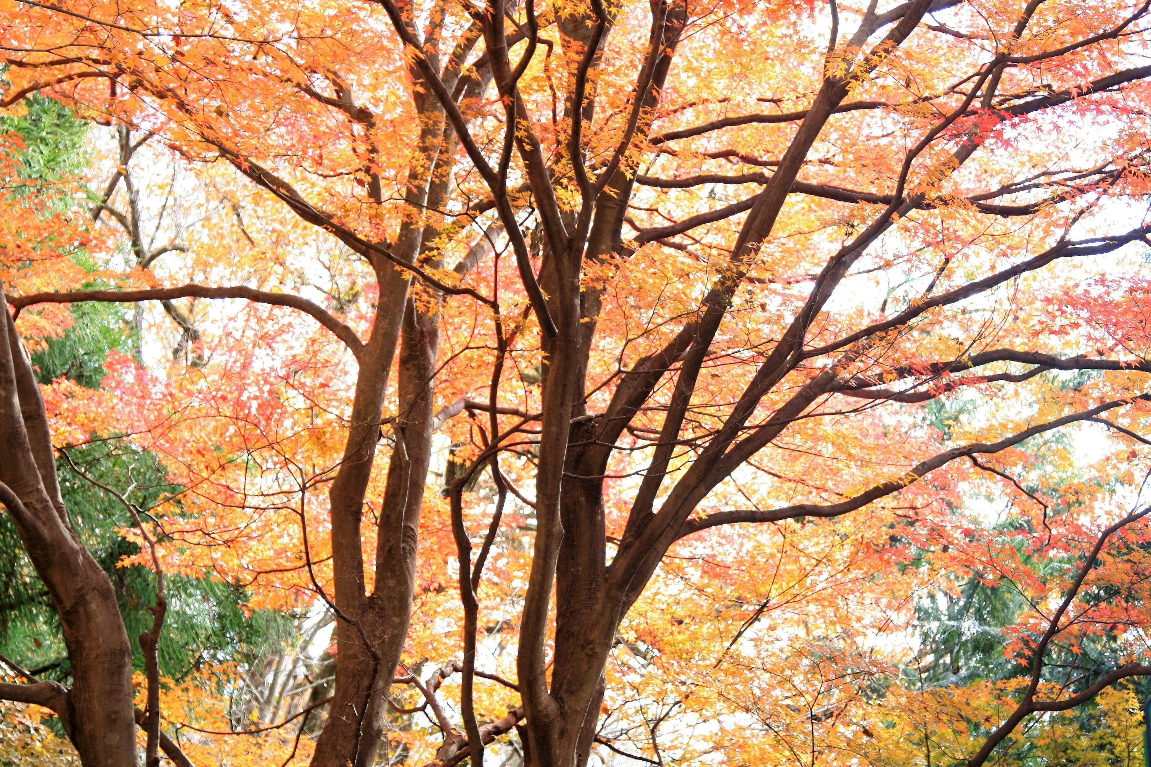 Shomaru Pass Garden House